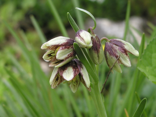 Fritillaria biflora
