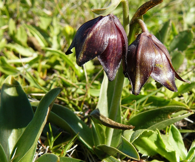 Fritillaria biflora (Fritillaria biflora)