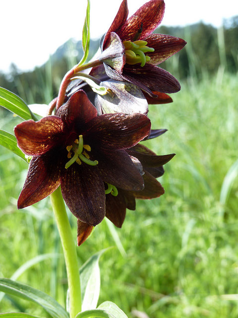 Fritillaria camschatcensis