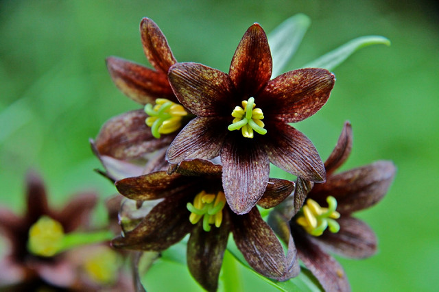 Fritillaria camschatcensis
