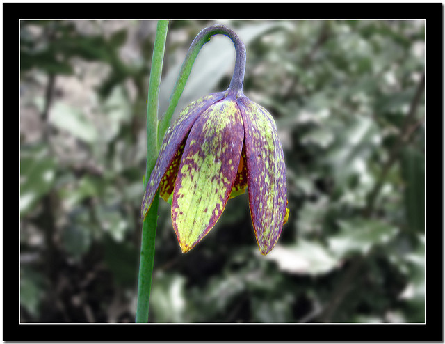 Fritillaria camschatcensis