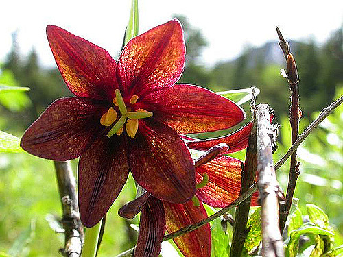 Fritillaria camschatcensis