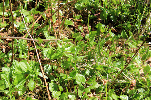 Fritillaria camschatcensis (Fritillaria camschatcensis)