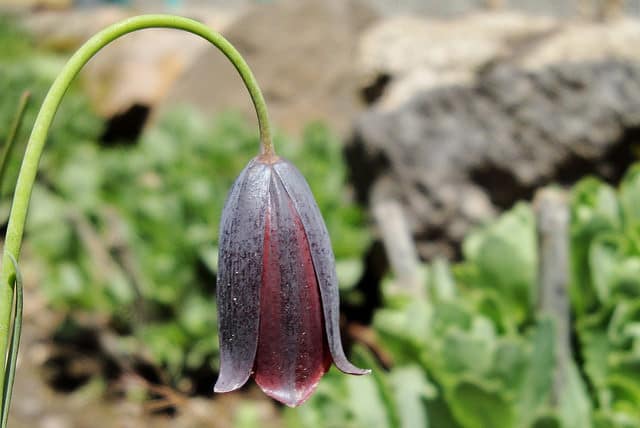 Fritillaria caucasica (Fritillaria caucasica)