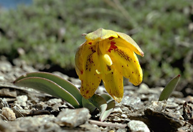 Fritillaria glauca (Fritillaria glauca)
