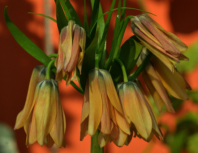 Fritillaire impériale