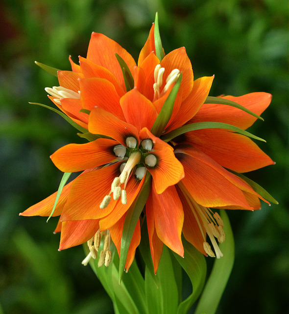Fritillaire impériale