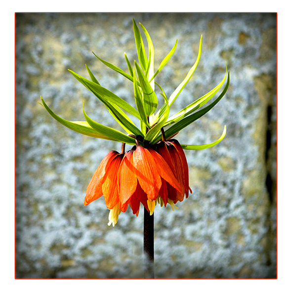 Fritillaire impériale