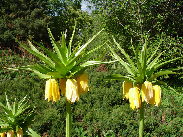 Fritillaire impériale