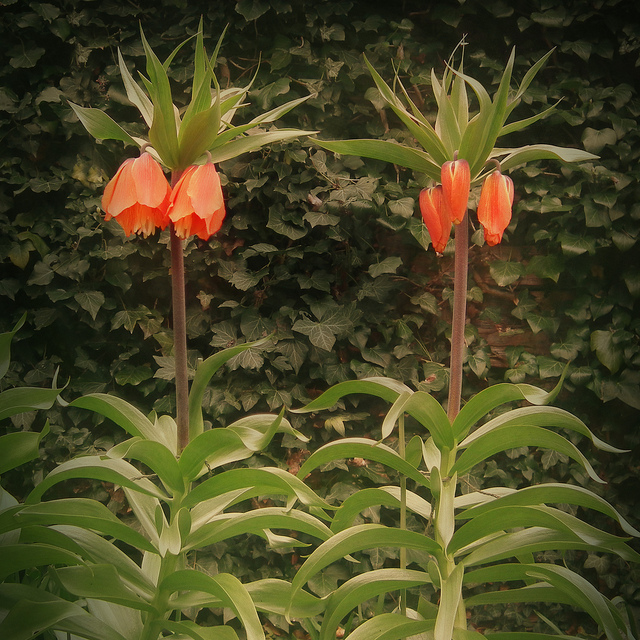 Fritillaire impériale