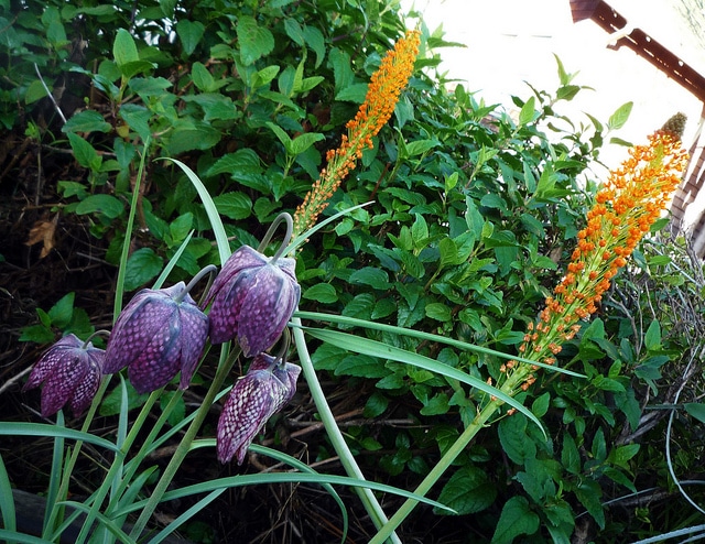 Fritillaria latifolia (Fritillaria latifolia)