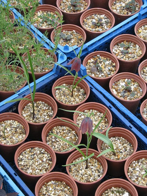 Fritillaria lusitanica