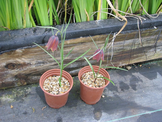 Fritillaria lusitanica