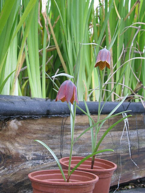 Fritillaria lusitanica