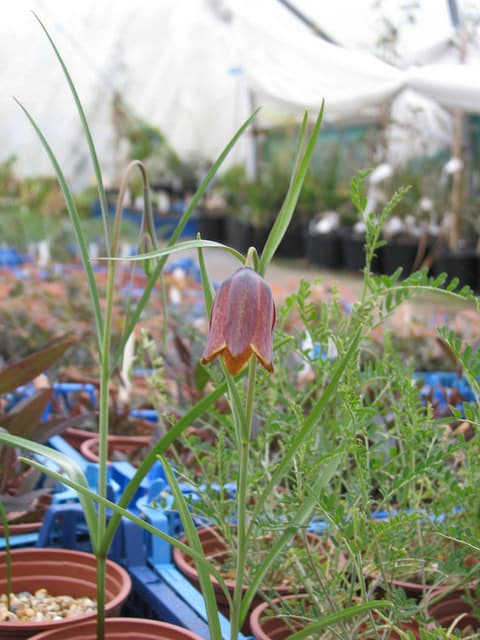 Fritillaria lusitanica