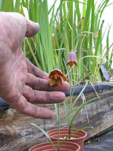 Fritillaria lusitanica