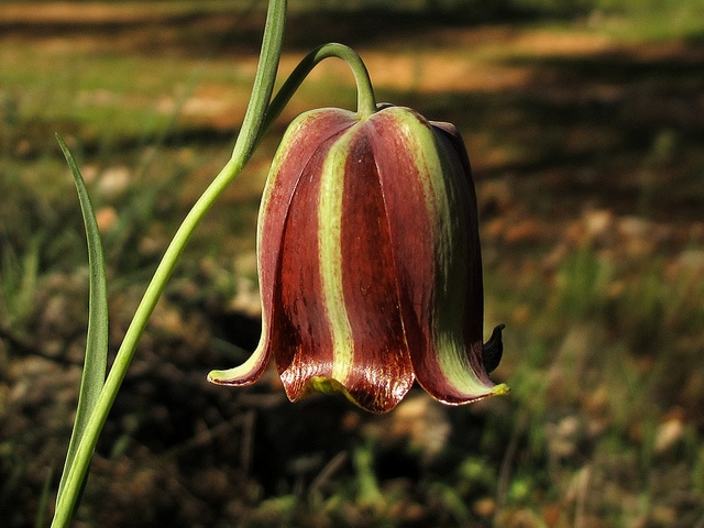 Fritillaria lusitanica (Fritillaria lusitanica)