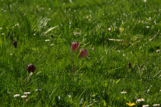 Fritillaire pintade (Fritillaria meleagris)
