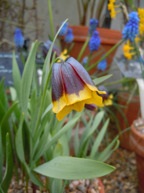 Fritillaire de michailovsky