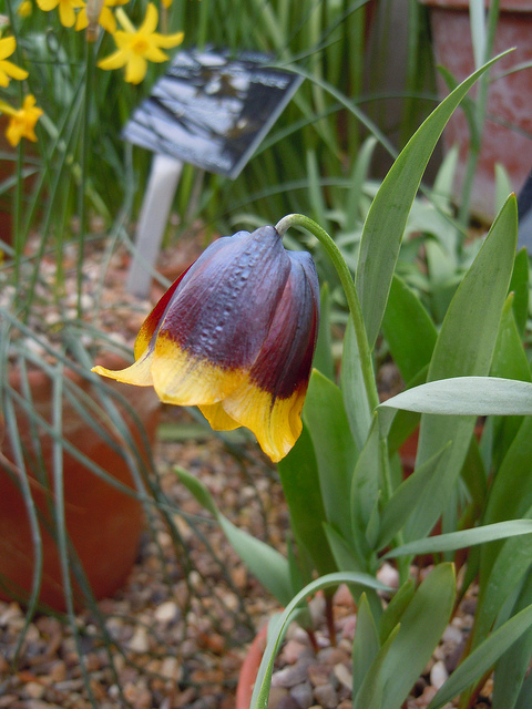 Fritillaire de michailovsky