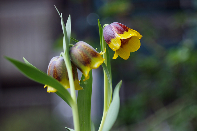 Fritillaire de michailovsky (Fritillaria michailovskyi)