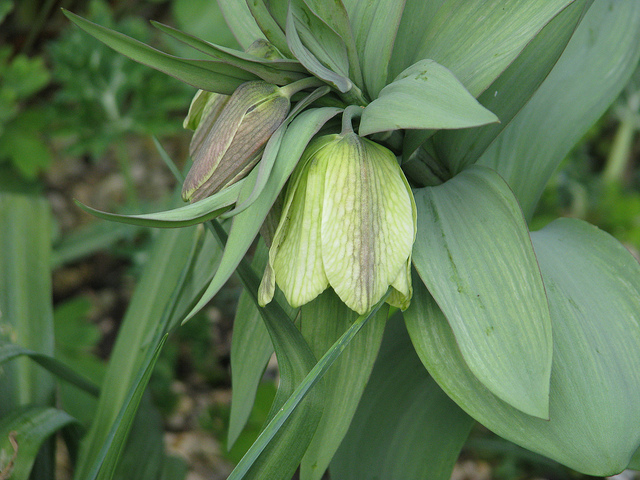 Fritillaire à fleurs pâles