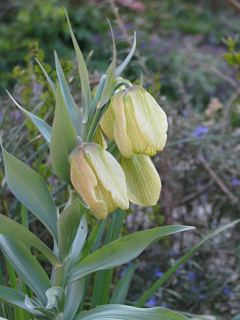 Fritillaire à fleurs pâles