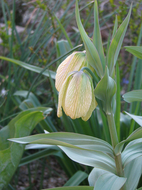 Fritillaire à fleurs pâles