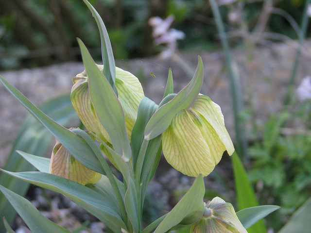 Fritillaire à fleurs pâles