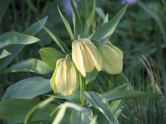 Fritillaire à fleurs pâles (Fritillaria pallidiflora)