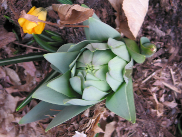 Fritillaire de perse