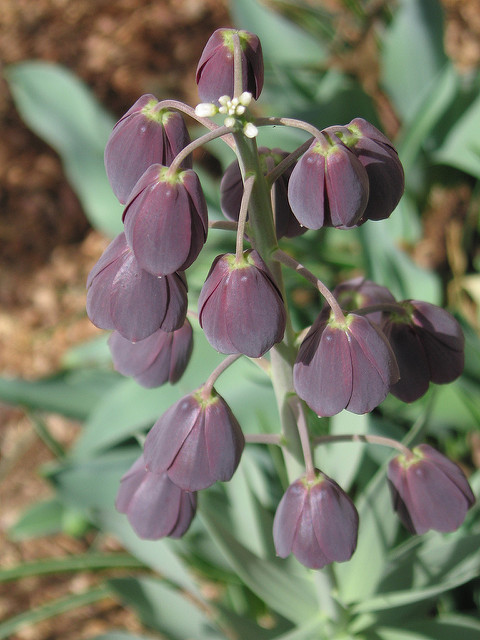 Fritillaire de perse