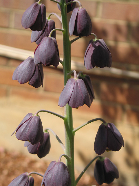Fritillaire de perse