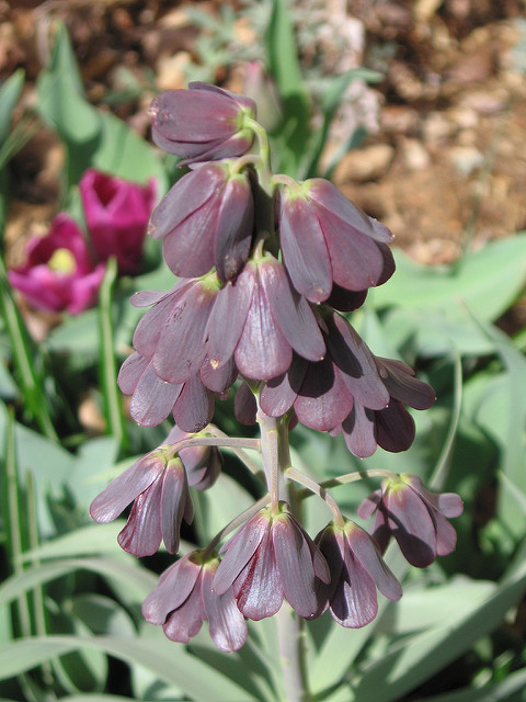Fritillaire de perse