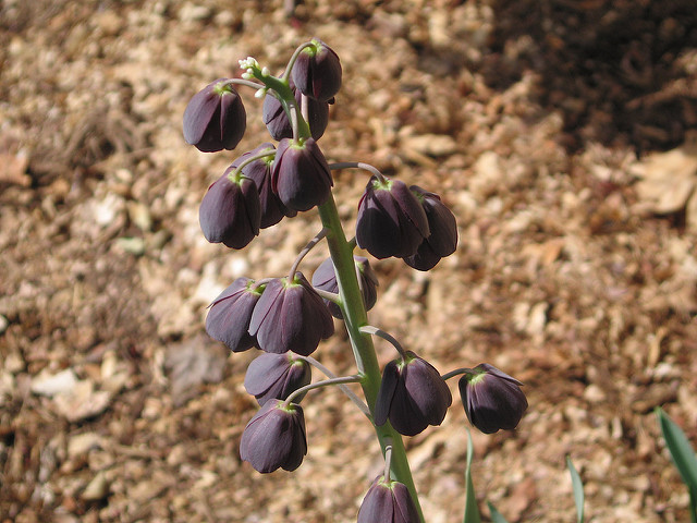 Fritillaire de perse