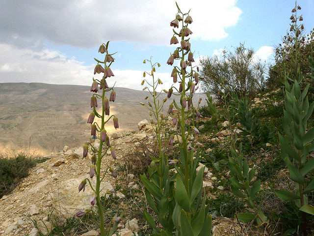 Fritillaire de perse (Fritillaria persica)