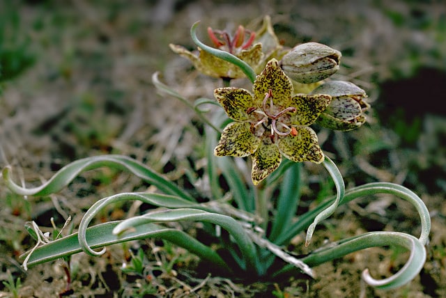 Fritillaria pinetorum (Fritillaria pinetorum)
