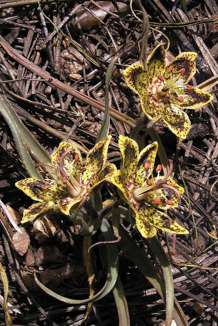 Fritillaria pinetorum