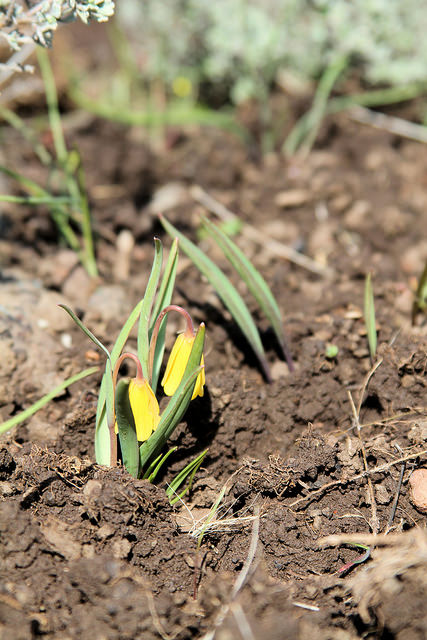 Fritillaria pudica (Fritillaria pudica)