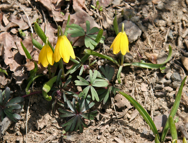 Fritillaria pudica