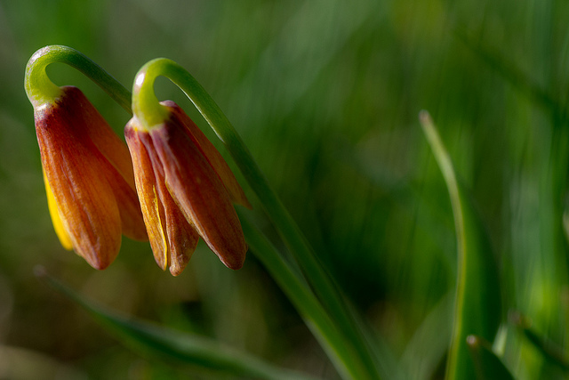 Fritillaria pudica