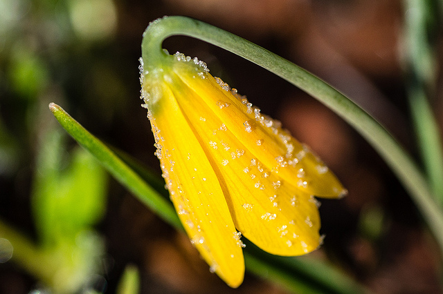 Fritillaria pudica