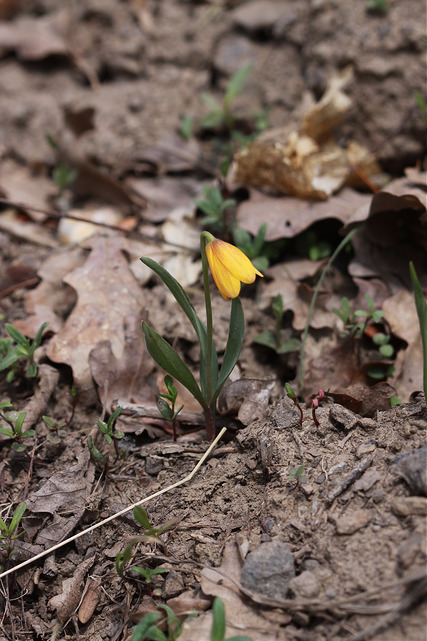 Fritillaria pudica