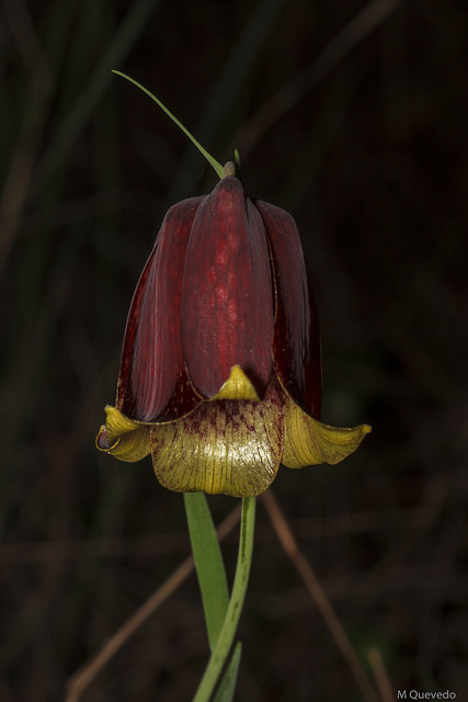 Fritillaire des pyrénées (Fritillaria pyrenaica)