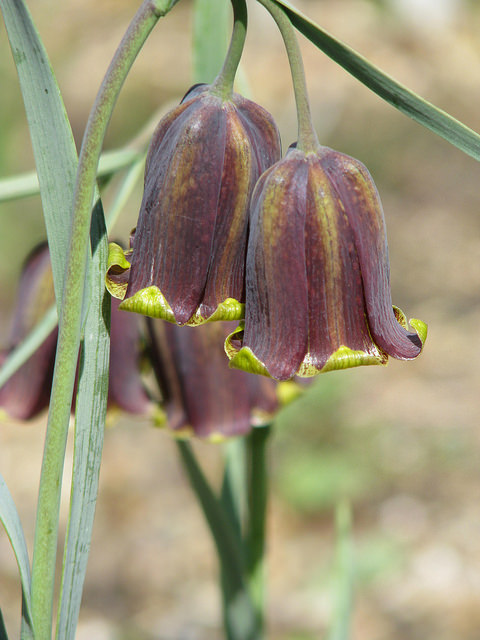 Fritillaire des pyrénées
