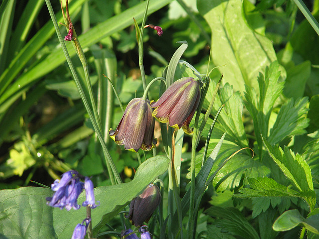 Fritillaire des pyrénées