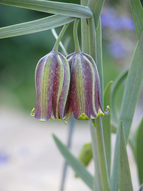Fritillaire des pyrénées