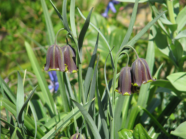 Fritillaire des pyrénées