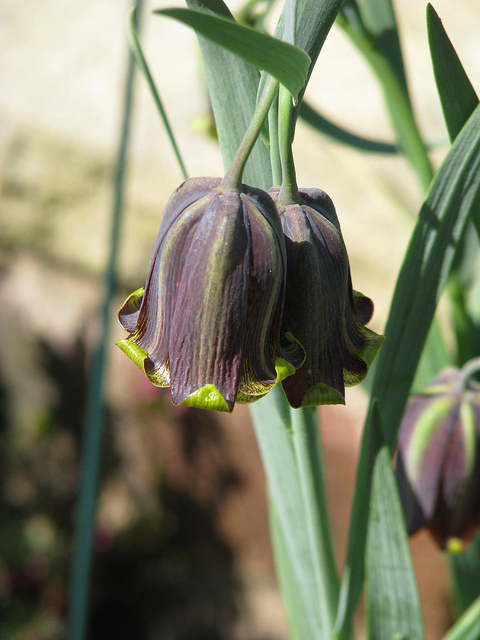 Fritillaire des pyrénées