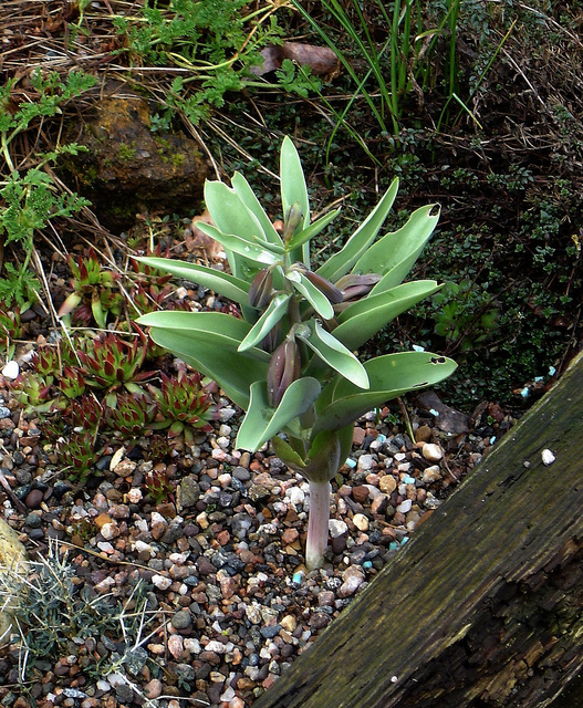 Fritillaria sewerzowii